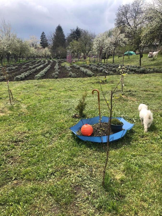 Casa Rurala Cu Livada Lavandra Cîmpina Dış mekan fotoğraf