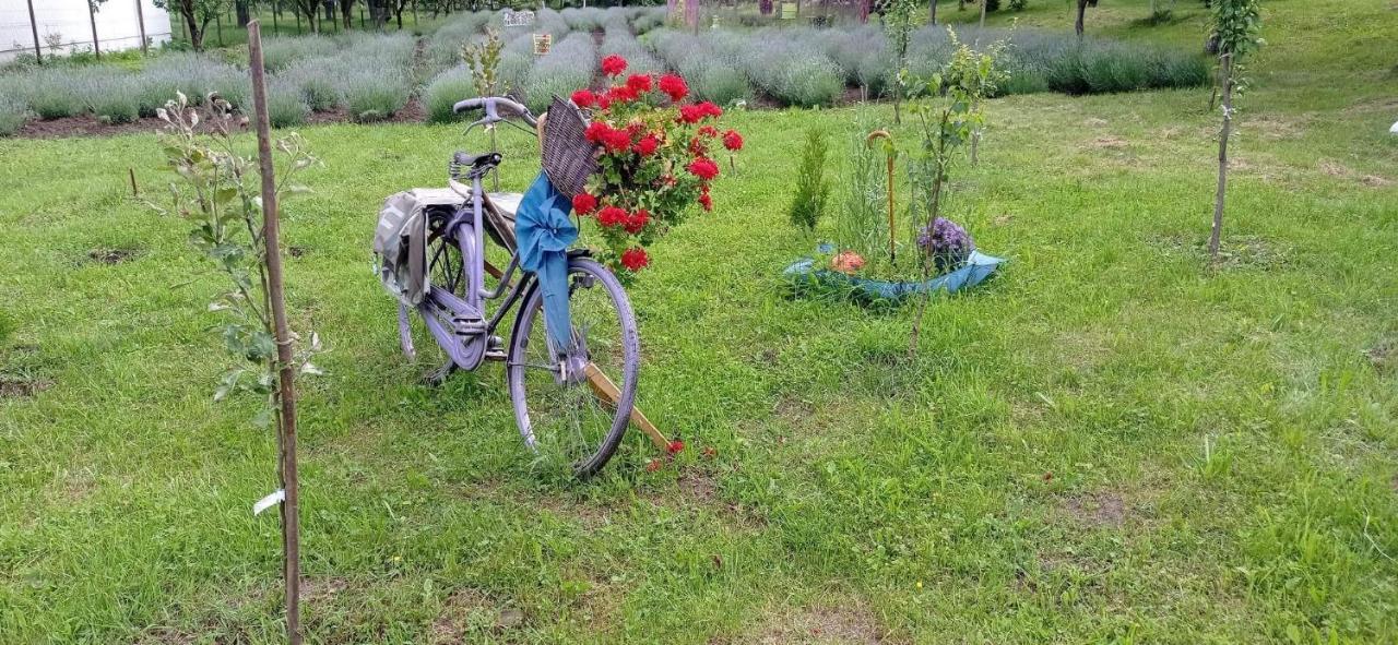 Casa Rurala Cu Livada Lavandra Cîmpina Dış mekan fotoğraf